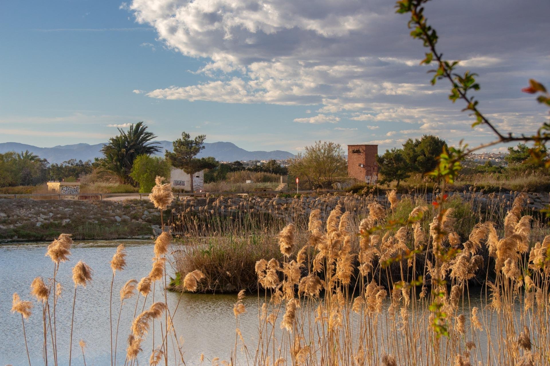 New Build - Bungalow -
Guardamar del Segura - Guardamar Del Segura