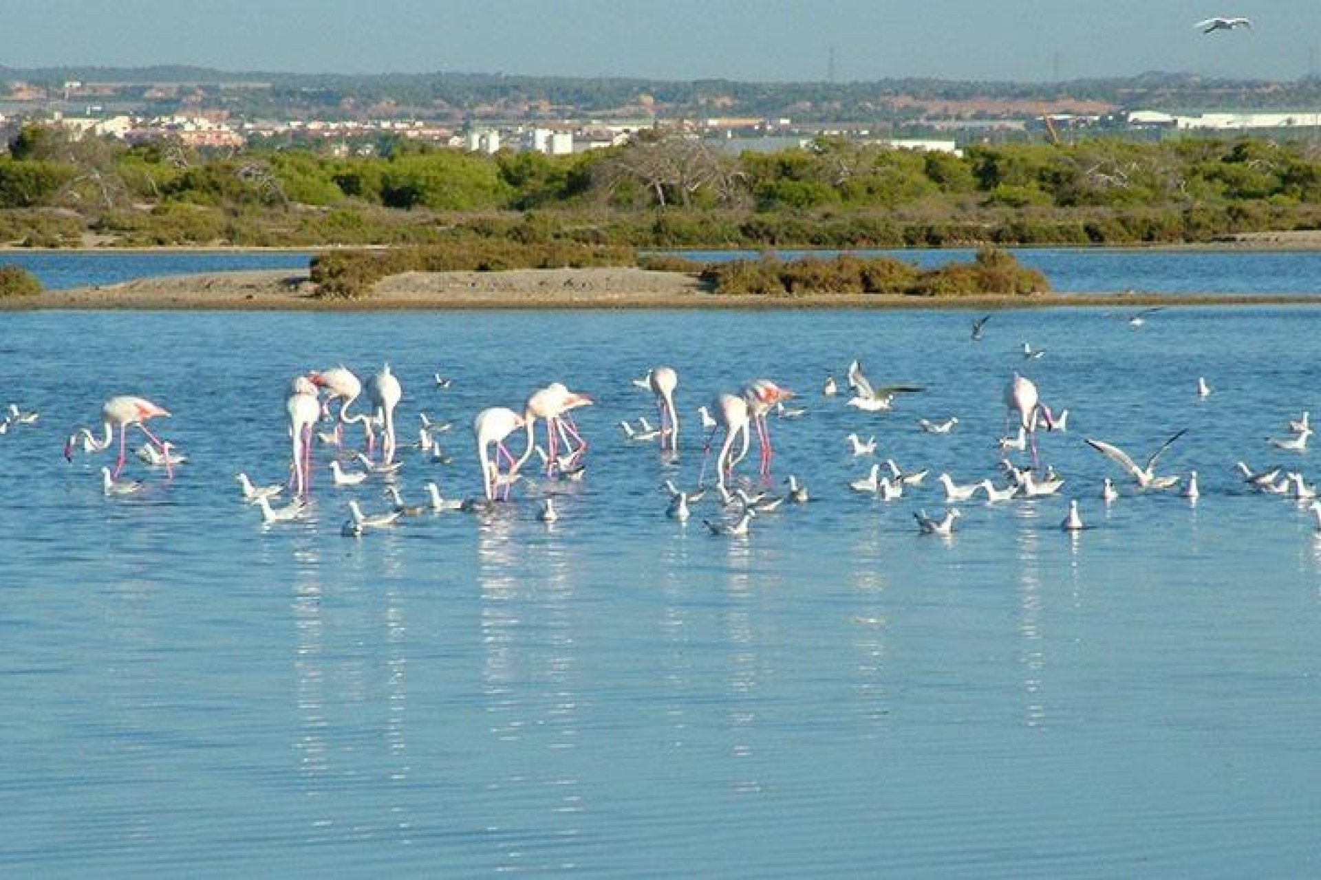 Nýbygging - Villa -
San Pedro del Pinatar - Pueblo