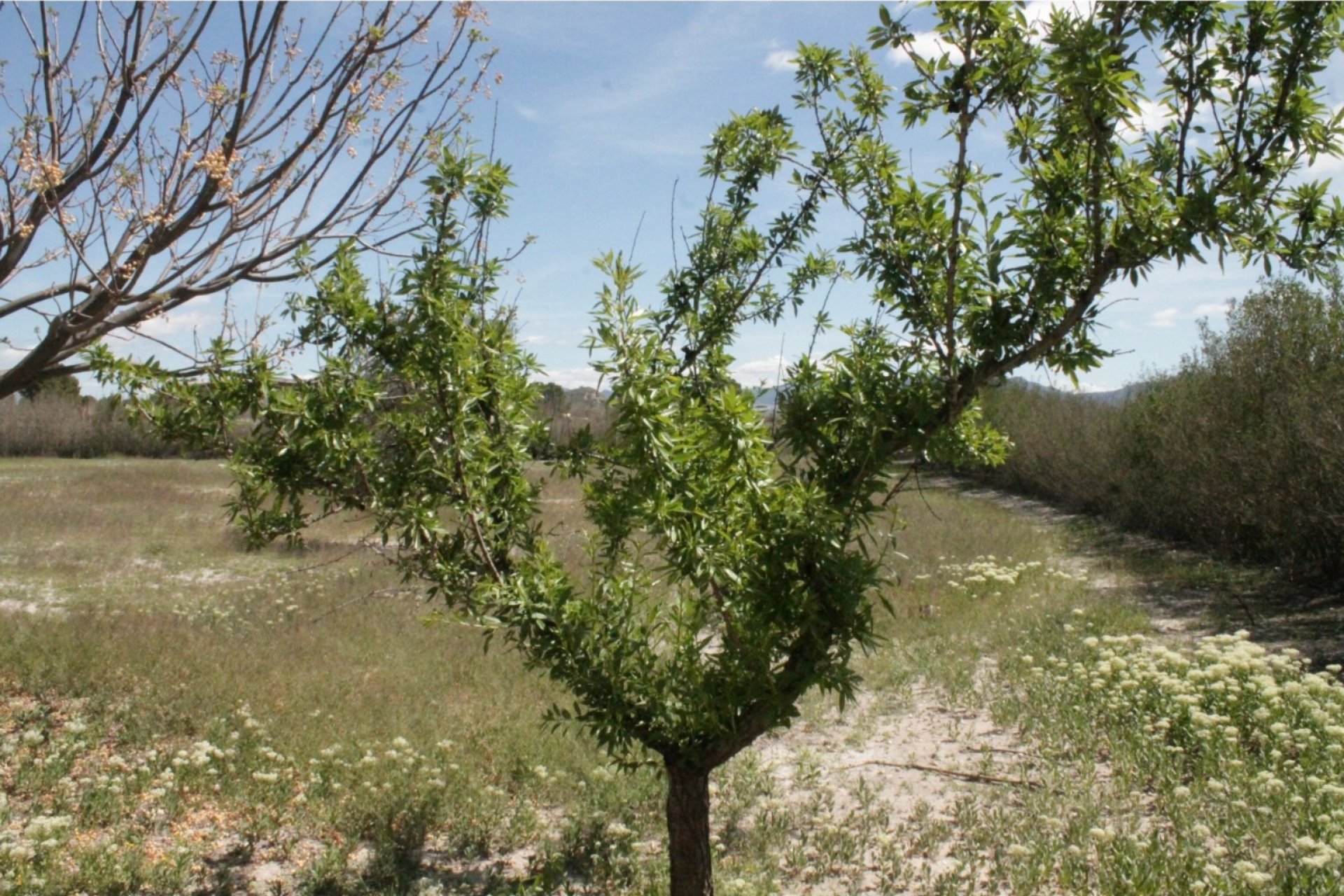 Reventa - Villa -
Villena