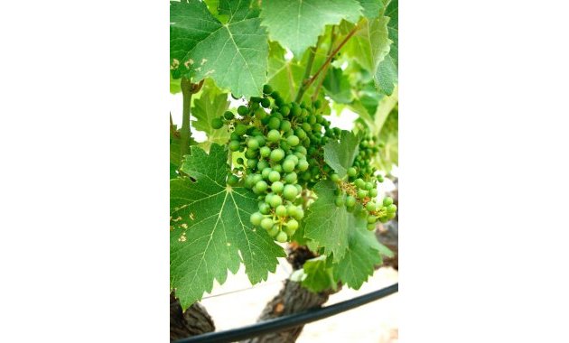 Obra nueva - Villa -
Yecla